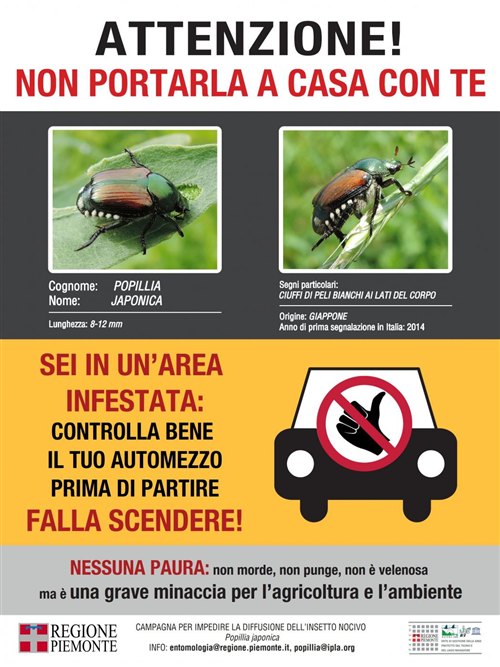 Popillia japonica - Piano dazione 2026 della Regione Piemonte
